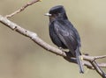 Fluweelmoortiran, Velvety Black-Tyrant, Knipolegus nigerrimus