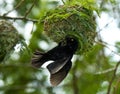 Fluweelwever, Vieillot's Black Weaver, Ploceus nigerrimus