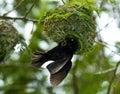 Fluweelwever, Vieillot\'s Black Weaver, Ploceus nigerrimus