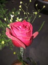 This is the flwaor rose