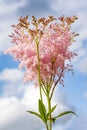 Flwer Venusta_Queen of the prairie