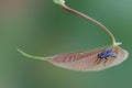 Small red-eyed house fly Perched on a pink leaf in the bottom right corner of the image Royalty Free Stock Photo