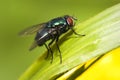 The Fly Royalty Free Stock Photo