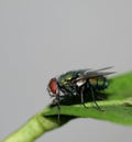 Fly Royalty Free Stock Photo