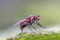 Fly Royalty Free Stock Photo