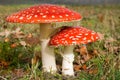 Fly agaric Royalty Free Stock Photo