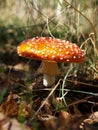 Fly agaric Royalty Free Stock Photo
