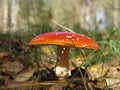 Fly agaric Royalty Free Stock Photo