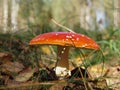 Fly agaric