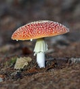 Fly agaric