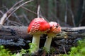 Fly agaric Royalty Free Stock Photo