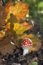 Fly Agaric Royalty Free Stock Photo
