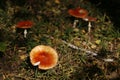 Fly agaric Royalty Free Stock Photo
