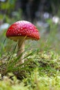 Fly agaric (Amanita muscaria) Royalty Free Stock Photo