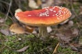 Fly agaric ( Amanita muscaria)