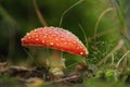 Fly Agaric (Amanita muscaria) Royalty Free Stock Photo