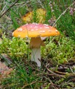 Fly Agaric Amanita muscaria Royalty Free Stock Photo