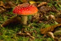 Fly agaric, Amanita muscaria Royalty Free Stock Photo