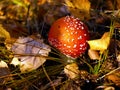 Fly agaric Amanita muscaria in autumn forest