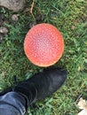 Fly agaric Royalty Free Stock Photo