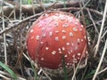 Fly agaric Royalty Free Stock Photo