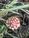 Fly agaric Royalty Free Stock Photo