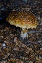 Fly agaric Amanita muscaria.