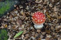 Fly agaric Amanita muscaria.