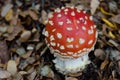 Fly agaric Amanita muscaria.