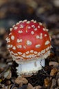 Fly agaric Amanita muscaria.