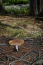 Fly agaric Amanita muscaria.