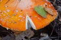 Fly agaric. Amanita muscaria. Fly agaric mushroom in the wild, close-up