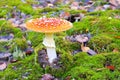 Fly agaric, Amanita Muscaria in forest