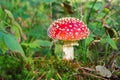 Fly agaric, Amanita Muscaria in forest