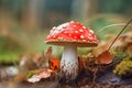 Fly agaric (Amanita muscaria) in the forest. Generative AI Royalty Free Stock Photo