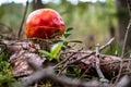 fly agaric, amanita muscaria, fungus grows on the forest floor in autumn Royalty Free Stock Photo