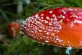 fly agaric, amanita muscaria, fungus grows on the forest floor in autumn Royalty Free Stock Photo