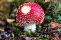 fly agaric, amanita muscaria, fungus grows on the forest floor in autumn Royalty Free Stock Photo