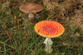 The fly agaric or fly amanita Royalty Free Stock Photo