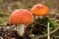 The fly agaric or fly amanita Royalty Free Stock Photo