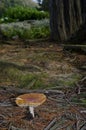 Fly agaric Amanita muscaria.