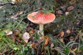 Fly agaric Amanita muscaria L. Hook. Grows under the Christmas tree Royalty Free Stock Photo