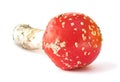 Fly Agaric Amanita muscaria mushroom