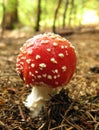 Fly Agaric Amanita muscaria mushroom