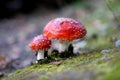 Fly Agaric Amanita muscaria mushroom