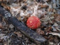 A fly agaric (Amanita Muscaria) mushroom growing on the forest floor Royalty Free Stock Photo