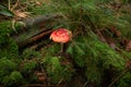 Fly agaric, amanita muscaria, mushroom, moss and foggy forest