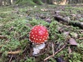 Fly agaric (Amanita muscaria) in the forest