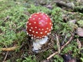 Fly agaric (Amanita muscaria) in the forest