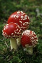 Fly-agaric (Amanita muscaria) in pinewood Royalty Free Stock Photo